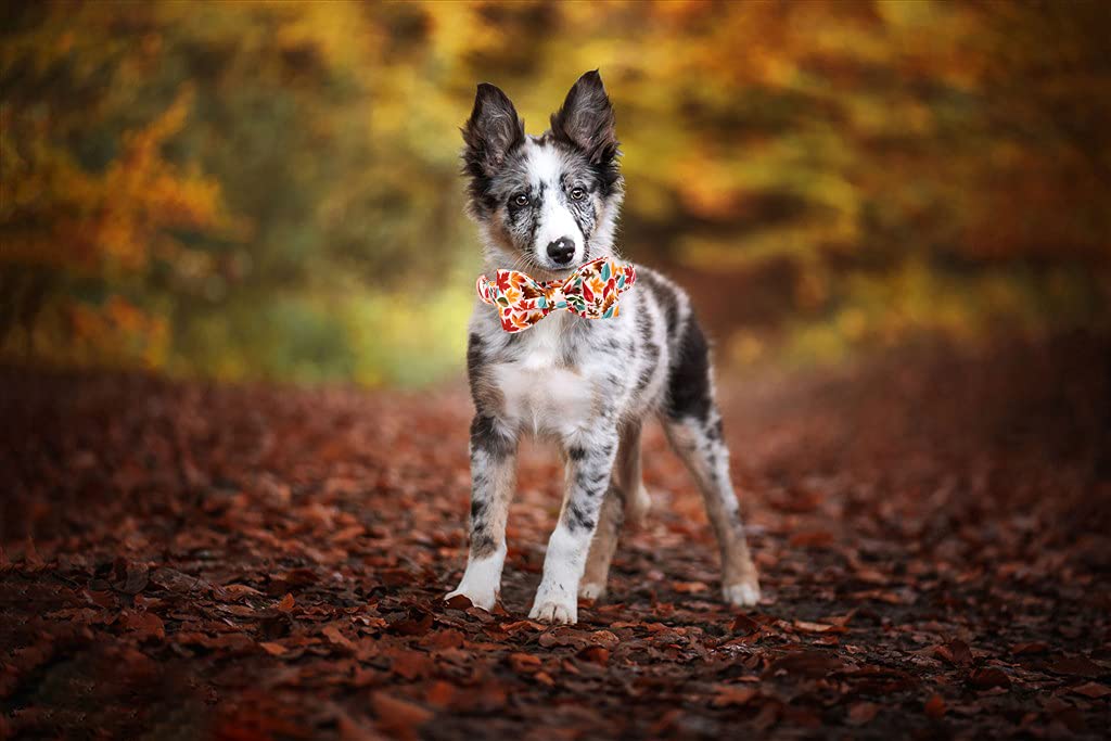 Elegant Little Tail Fall Dog Collar, Male Or Female Dog Collar With Bow Adjustable Soft Bow Tie Dog Collars For X-Small Dogs And Cats