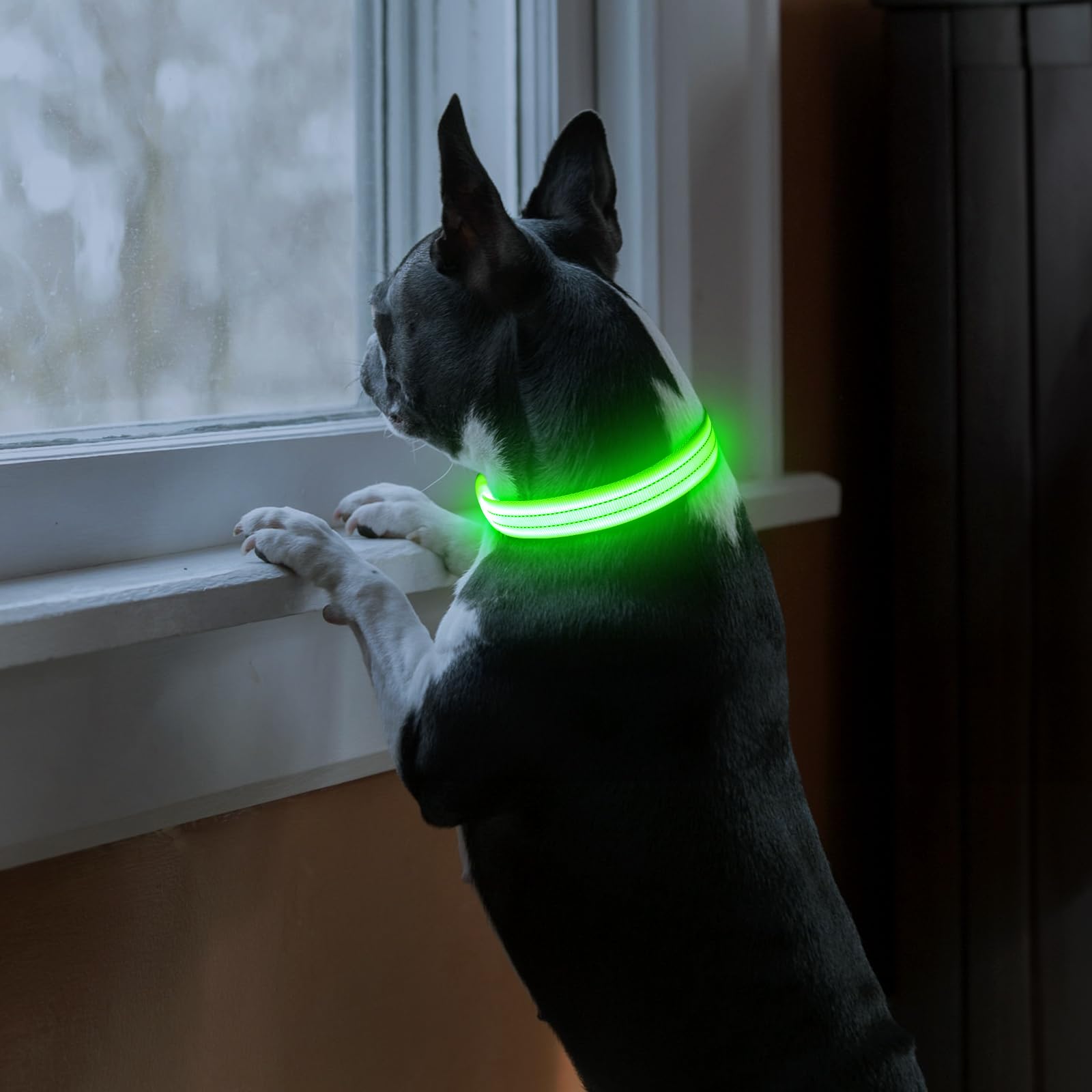 Pzrlit Light Up Dog Collars Rechargeable, Reflective Led Glow Dark Dog Collar For Small Medium Large Dogs, Adjustable Pet Dog Li
