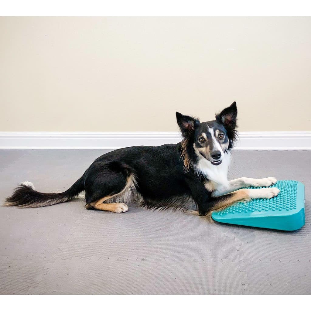Fitpaws?Balance Ramp, Aqua | Dog Exercise Equipment | Workout Tool For Strength, Core, Stability & Rehabilitation