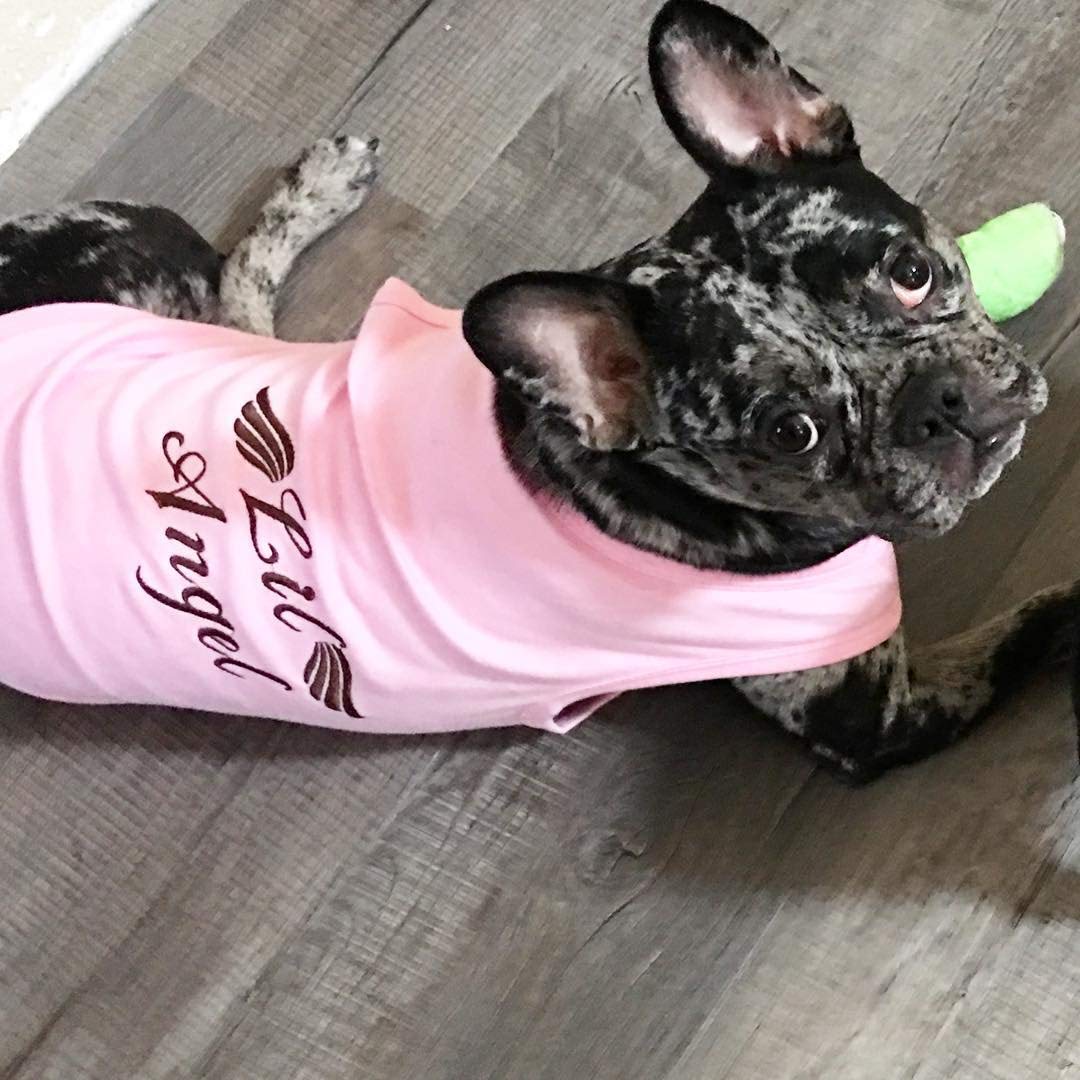 Parisian Pet Lil Angel Dog T-Shirt, X-Small