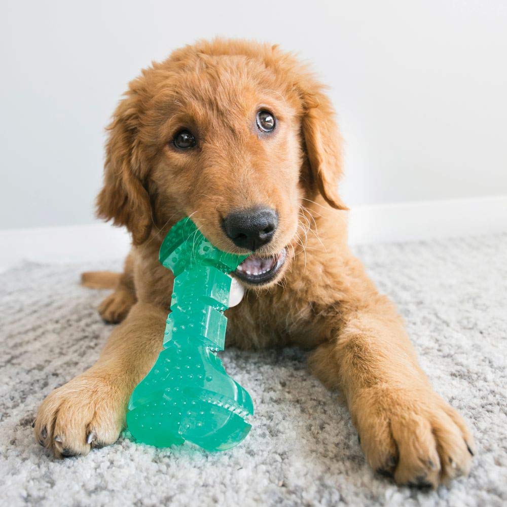 KONG Squeezz Dental Stick - Flexible Chew Toy for Medium/Large Dogs - Green - Model PST23E - Cleans Teeth for Gentle Chewers