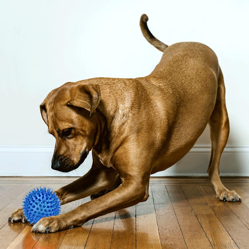 Cutie's PetBox Squeaky Rubber Spike Toy Ball for Medium/Large Dogs, 3.5 Inch, Blue, Made of Durable Thermoplastic Rubber