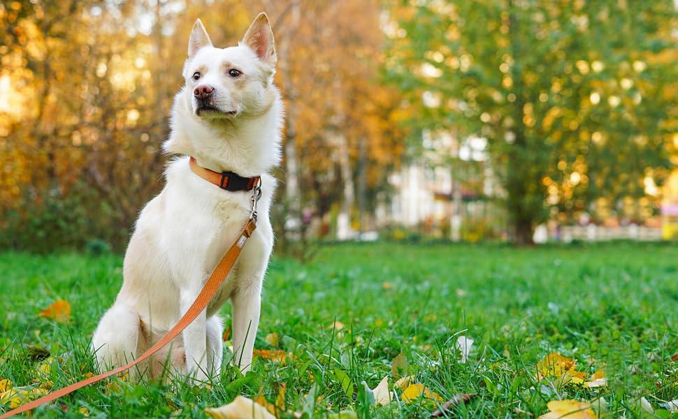Penseepet Basic Dog Leashes 6 Ft Padded Handle Nylon Dogs Leashes For Medium Dogs Orange