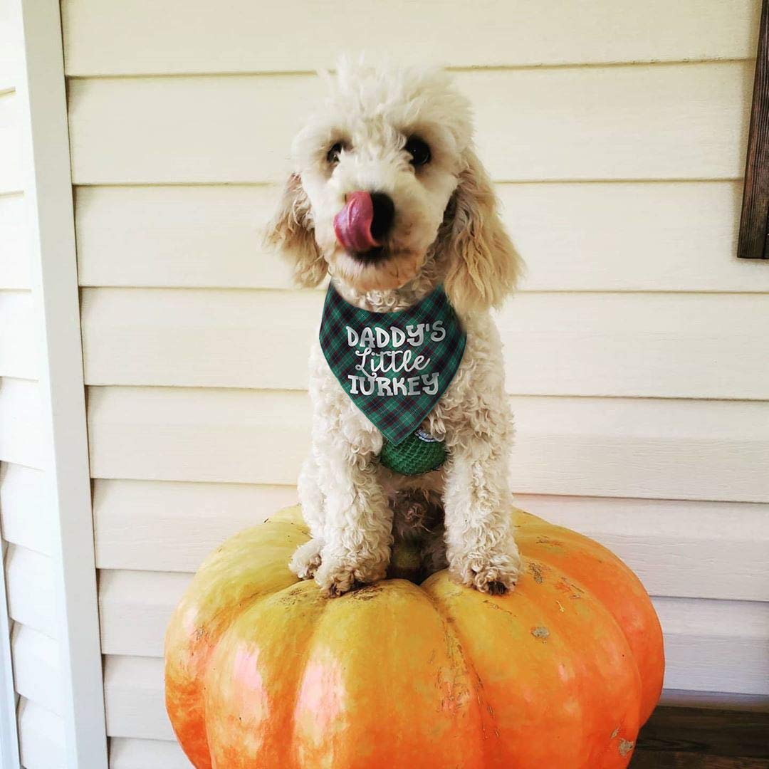 Thanksgiving Dog Plaid Bandana Pack Of 2