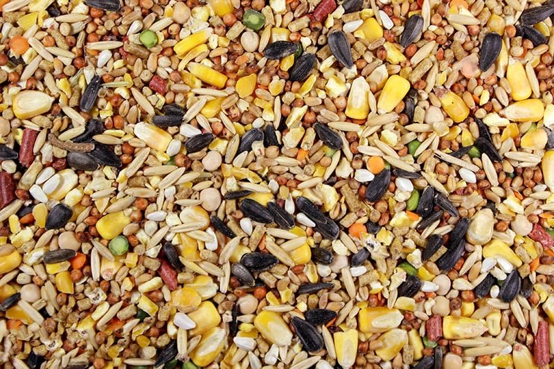 DelightFood Chicken Feed, Whole Ingredient Chicken Treat, Wied Variety of Grains Poultry Feed (20 Pound (Pack of 1), Singer Mix)