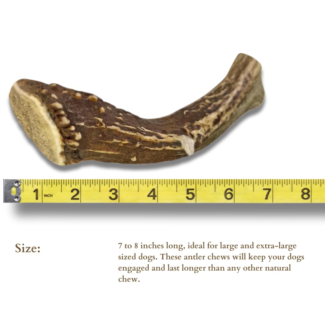 WhiteTail Naturals - Deer Antlers for Large Dogs - (1 Pack - Extra Large) - All Natural Dog Antler- Naturally Shed, Long Lasting