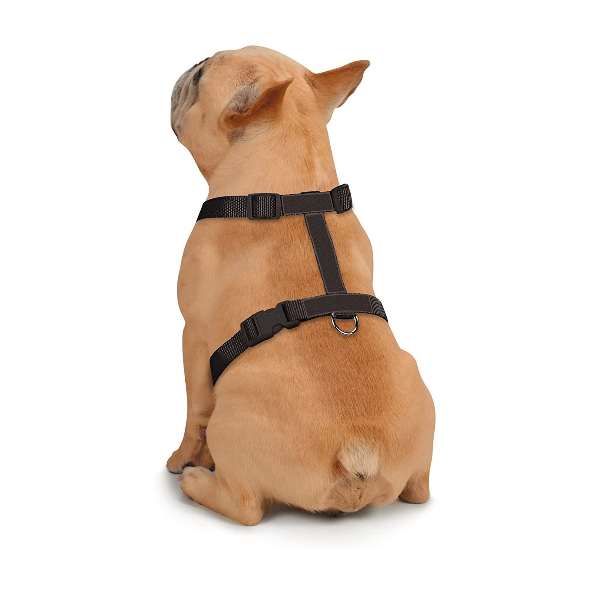 Zack & Zoey Butterfly Glow Harness Costume for Dogs, Large
