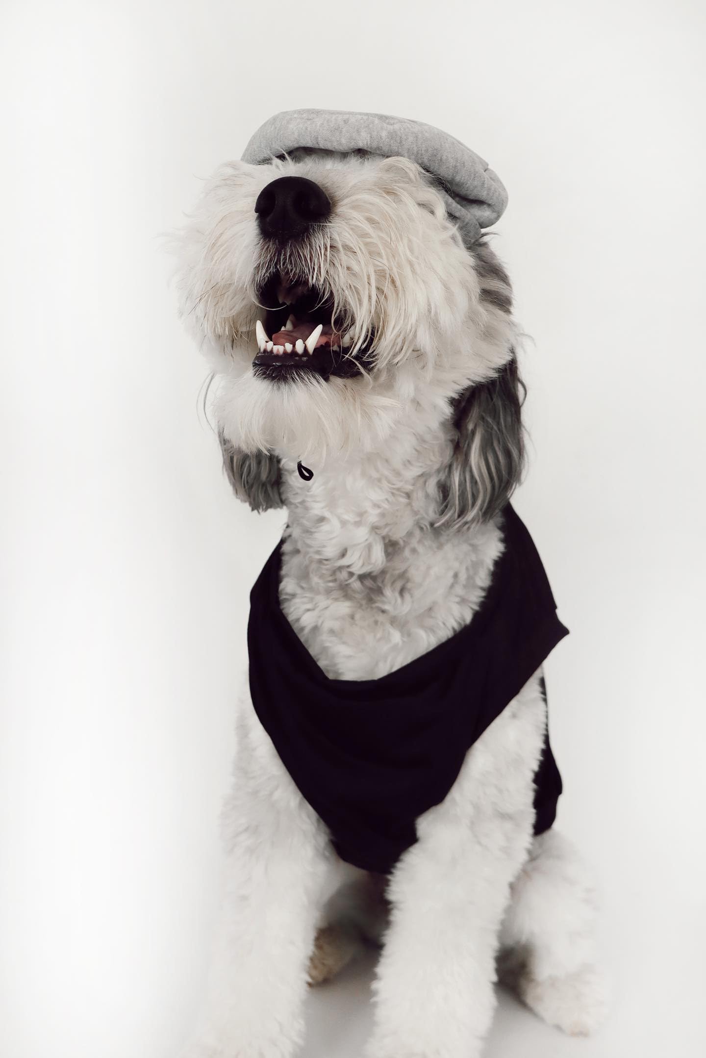 Midlee Salt & Pepper Dog Costume (Salt, X-Large)
