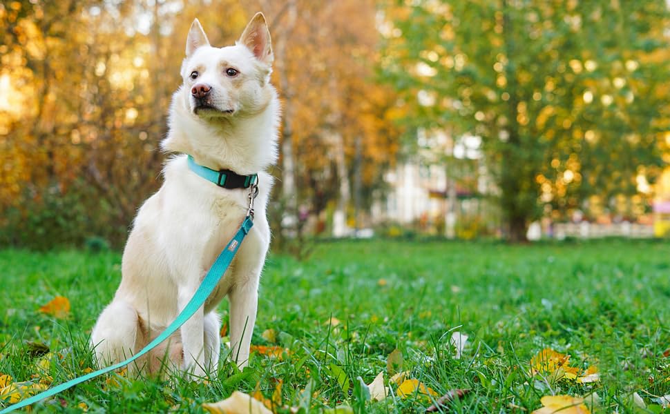 Penseepet Basic Dog Leashes 6 Ft Padded Handle Nylon Dogs Leashes For Large Dogs Light Blue