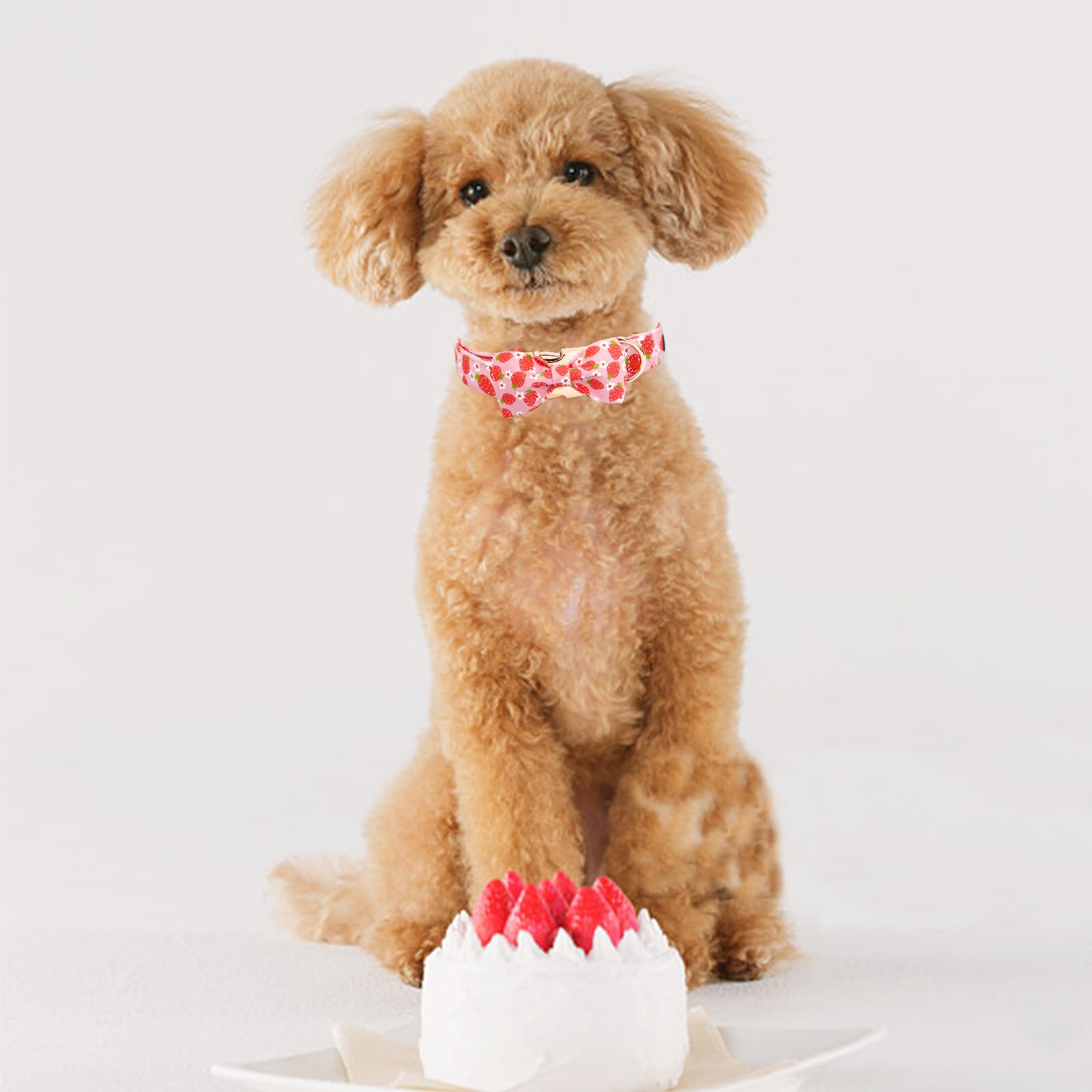 Elegant Little Tail Strawberry Print Cotton Soft Female Dog Collar, Xl, Handmade Bowtie, Unique Design, Durable Cotton Construct