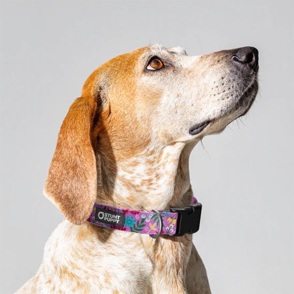 Frolic Summer Everyday Collar, Extra Large