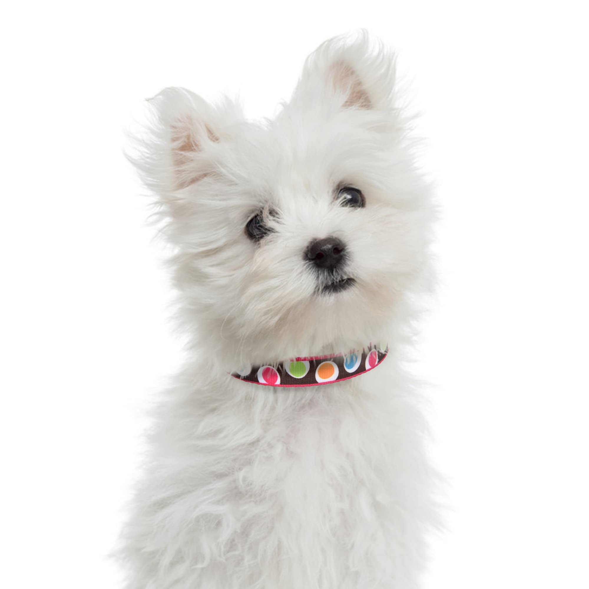 Mile High Life Dog Collar | Nylon Puppy Collars W Cute Patterns | Lightweight Girl Dog Collar | Boy Dog Collar For Small/Medium/Large Dogs (Brown Dot, Large)
