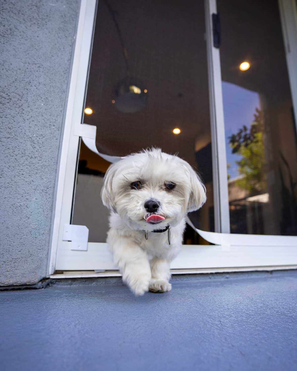Pet Door Sliding Door Screen Kit | Patio Screen Door Replacement Kit | Dog & Cat Screen Kit for Any Framed Screen | White Tape,