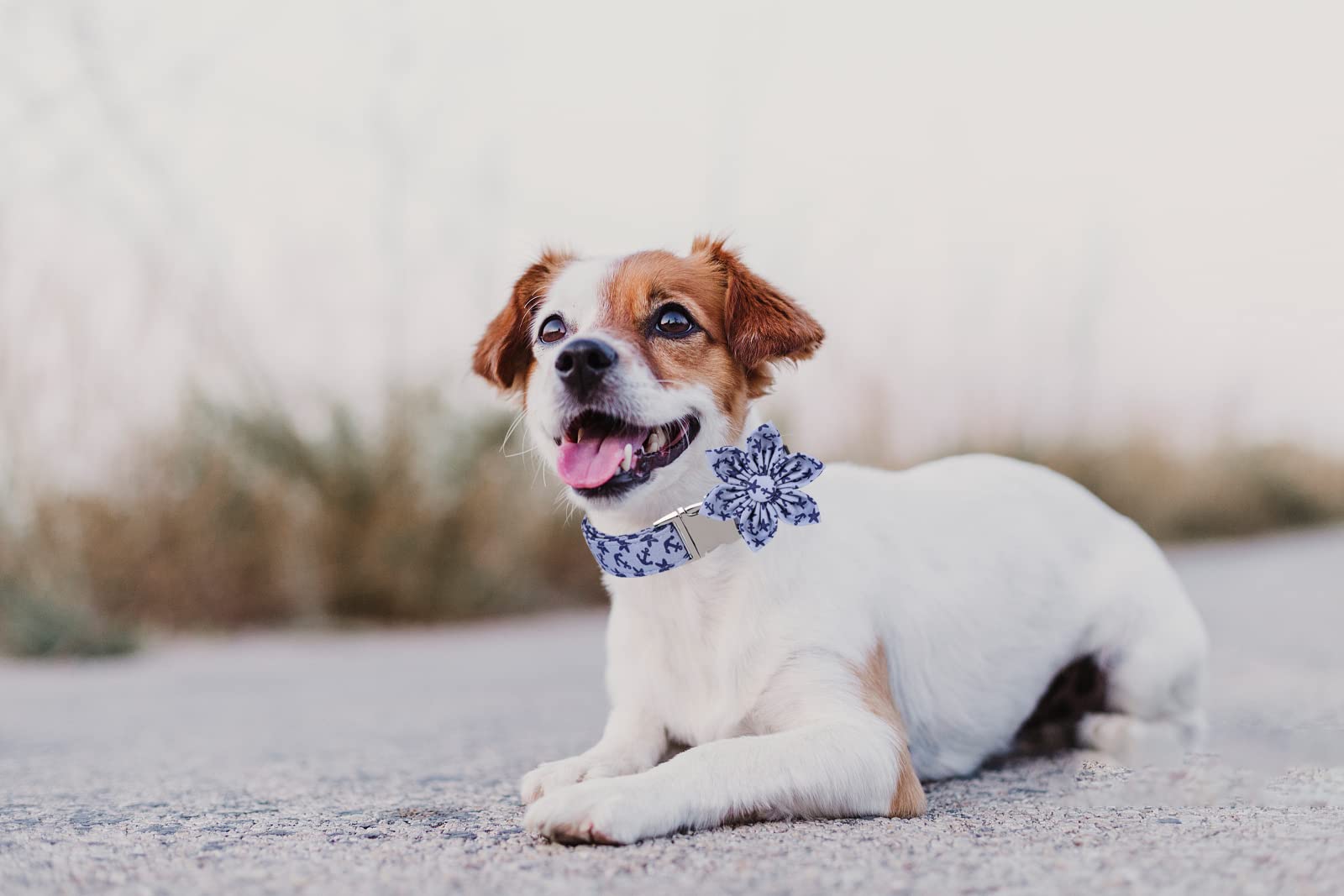 Lionet Paws Dog Collar With Flower, Summer Flower Collar For Dog,Adjustable Comfortable Dog Collar Gift For Puppy Small Medium Large Dog