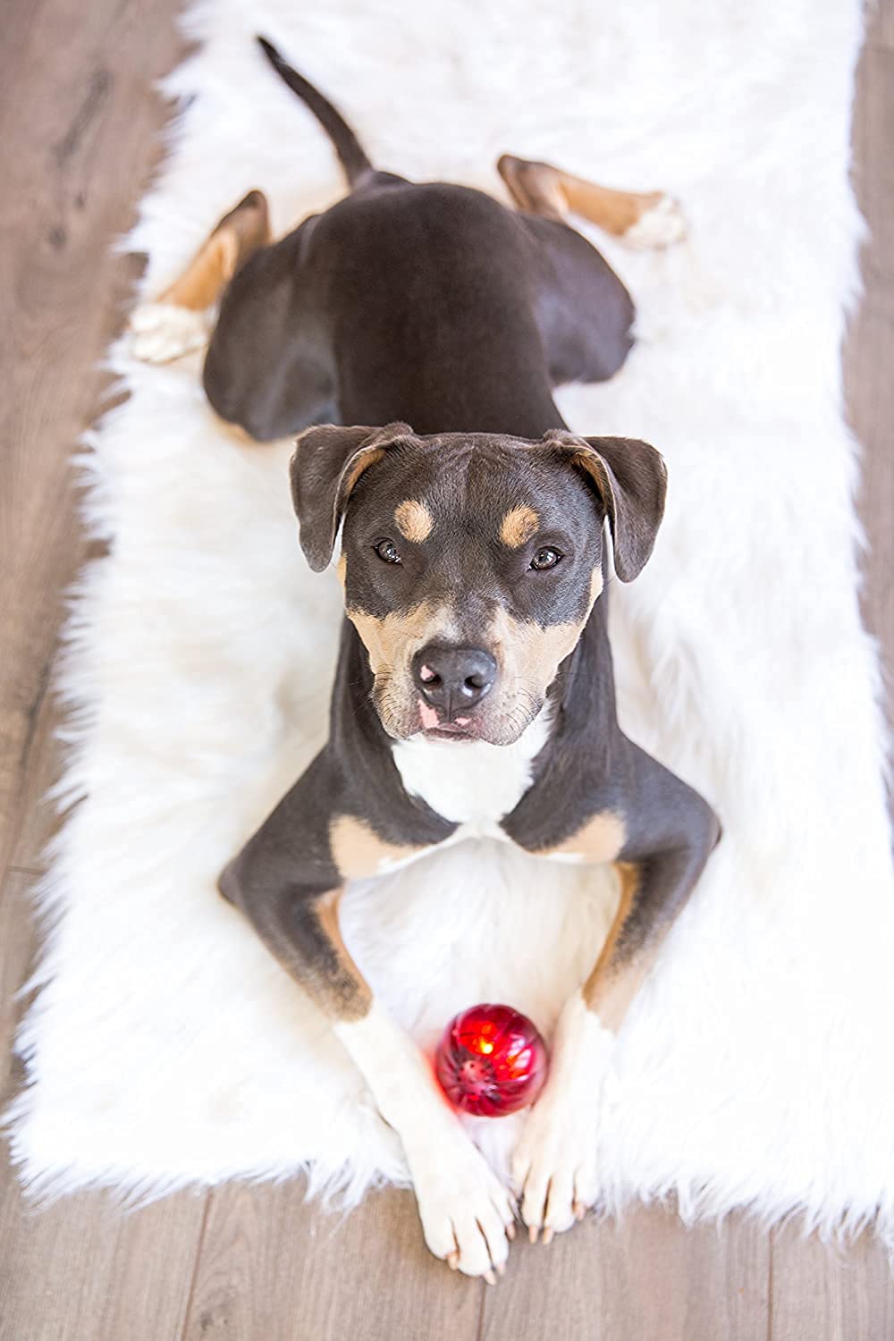 Pet Qwerks Blinky Babble Ball - Flashing Interactive Chew Dog Toy - Medium