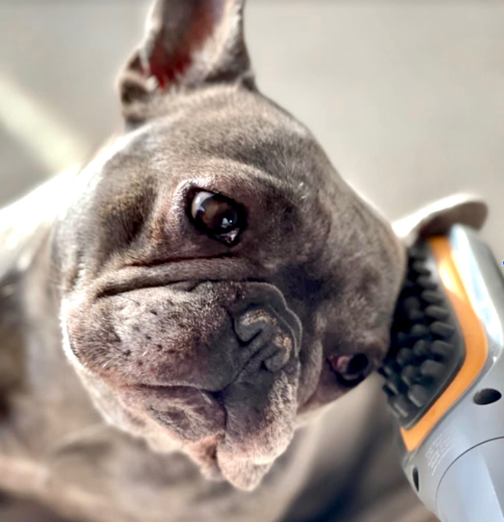 PAW WAVE Therapeutic Pet Massager for Dogs & Cats - Vibration Brush, Grey, Plastic, Relieves Tension & Improves Circulation