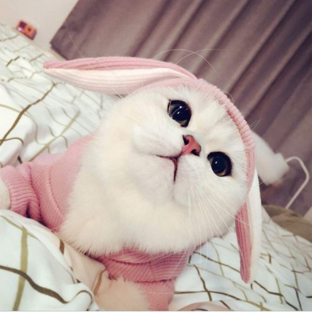 Aniac Pet Hoodie Cat Rabbit Outfit With Bunny Ears Cute Sweatshirt Spring And Autumn Puppy Knitted Sweater Kitty Soft Knitwear (Large, Pink)