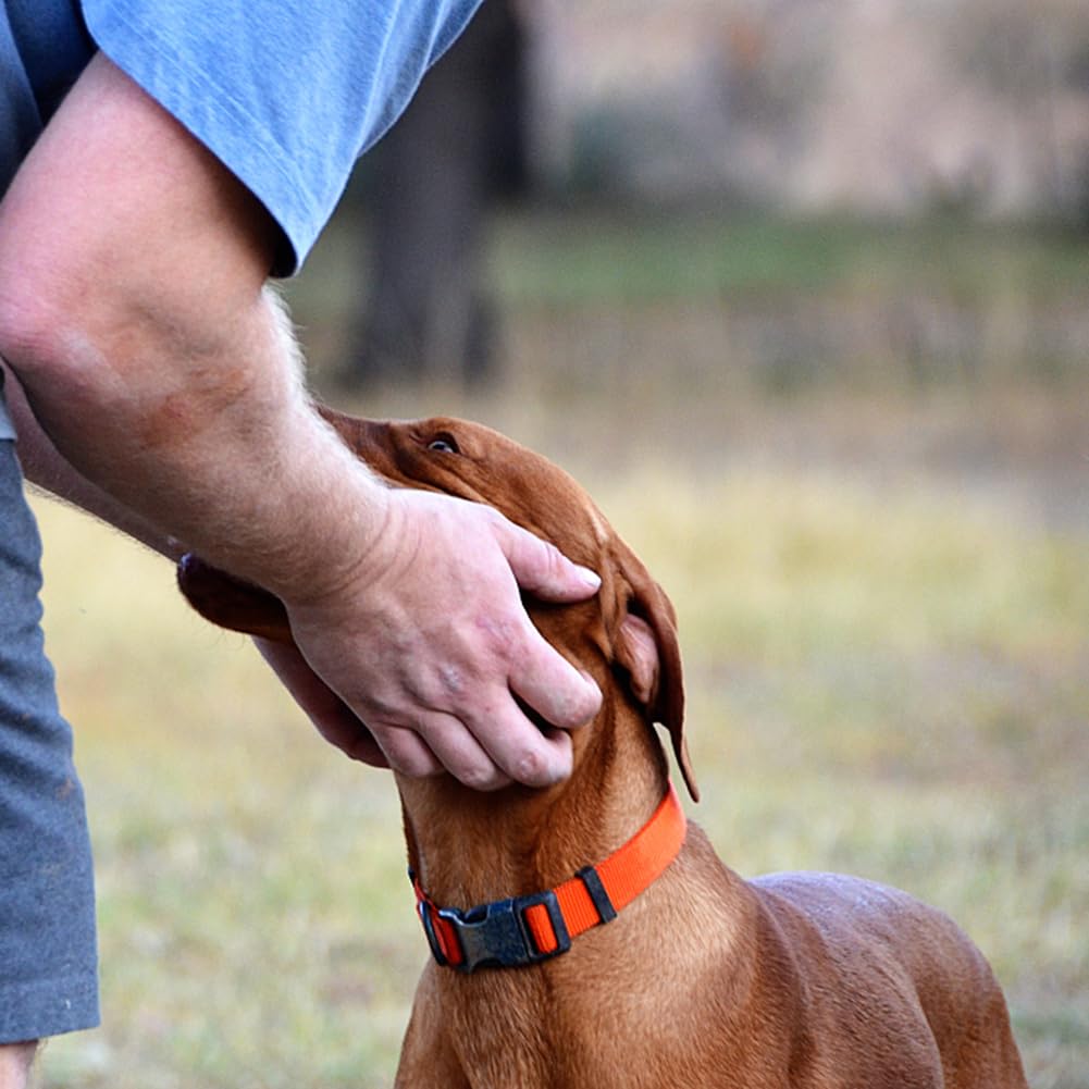 PENSEEPET Dog Collar Orange Basic Adjustable Dog Collars with Breathable Quick Release Nylon Pet Collar for Puppy Small Medium L
