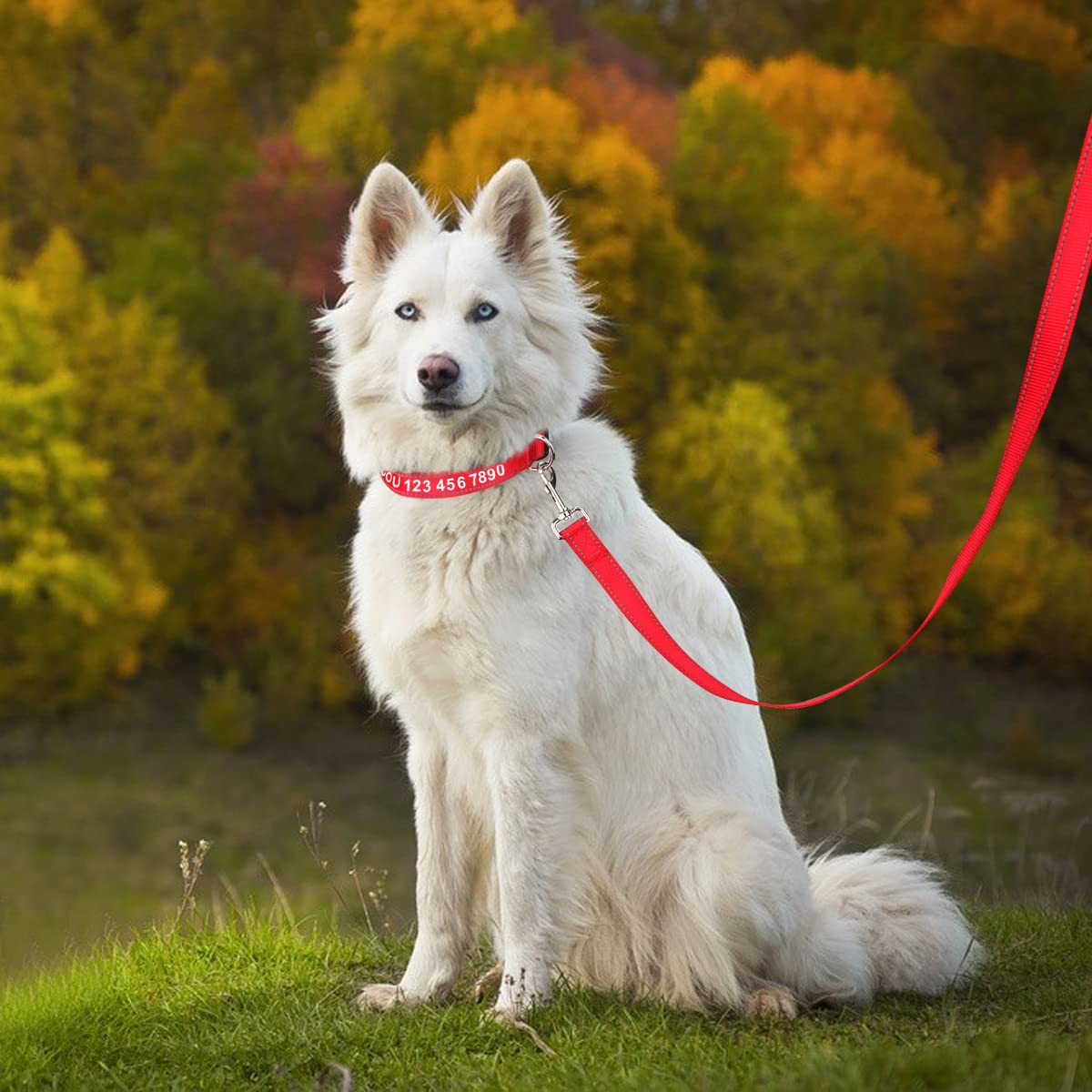 Taglory Nylon Dog Leash 6Ft, Soft Padded Handle Pet Reflective Leashes For Medium Large Dogs Walking & Training, Red