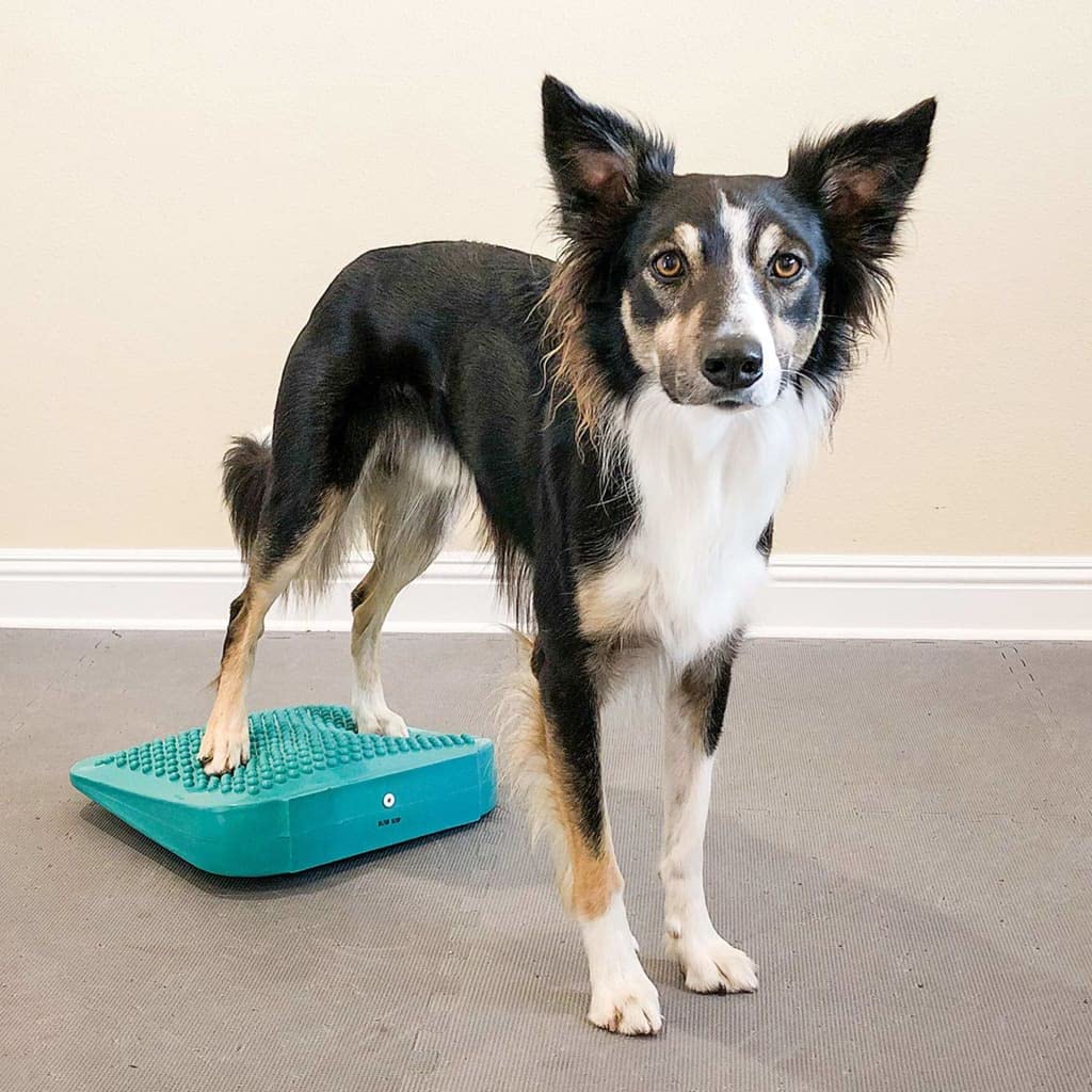 Fitpaws?Balance Ramp, Aqua | Dog Exercise Equipment | Workout Tool For Strength, Core, Stability & Rehabilitation