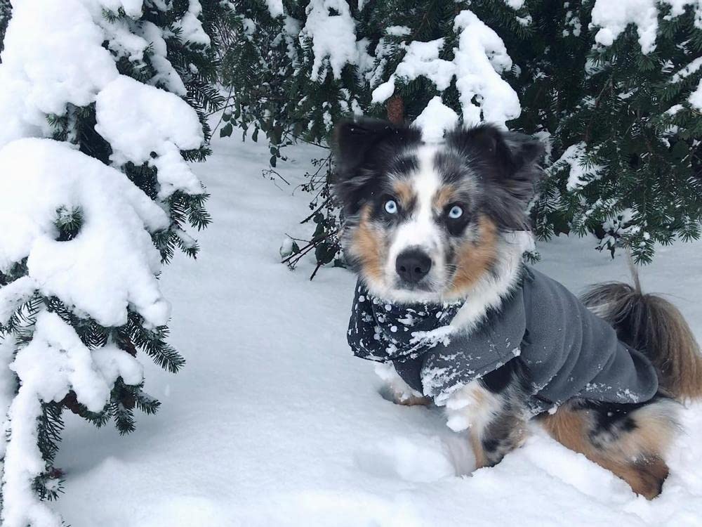 Gooby Stretch Fleece Vest Dog Sweater - Gray, Large - Warm Pullover Fleece Dog Jacket - Winter Dog Clothes For Small Dogs Boy Or Girl - Dog Sweaters For Small Dogs To Dog Sweaters For Large Dogs