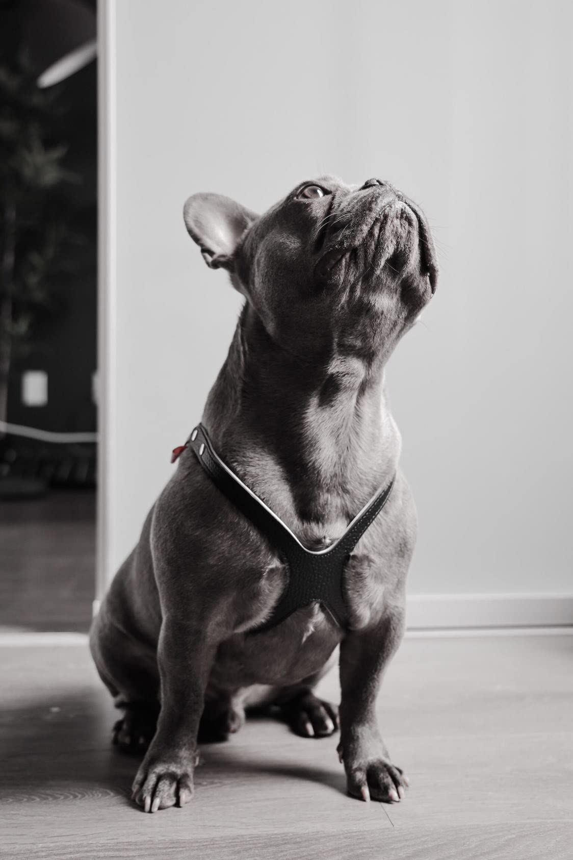 BUDDY BELT Premium Leather Harness - Pebble Grain Black, Size 2