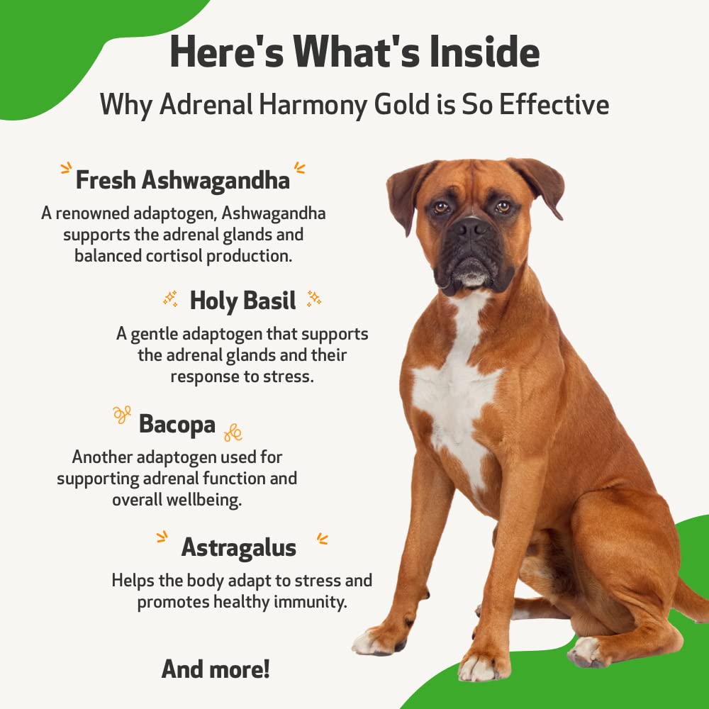 Pet Wellbeing Derma Support Gold for Dogs - Herbal Supplement for Normal Skin & Yeast Balance, 2 fl oz (59 ml), Veterinarian-Formulated