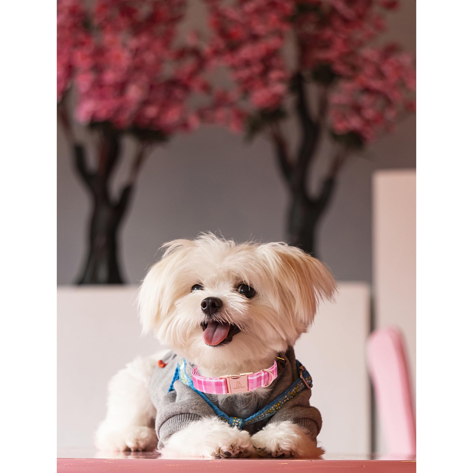 Lionheart Glory Valentine'S Day Collar, Pink Plaid Dog Collar For Medium Cute Dog Collars Spring Female Pet Gift Adjustable Heav