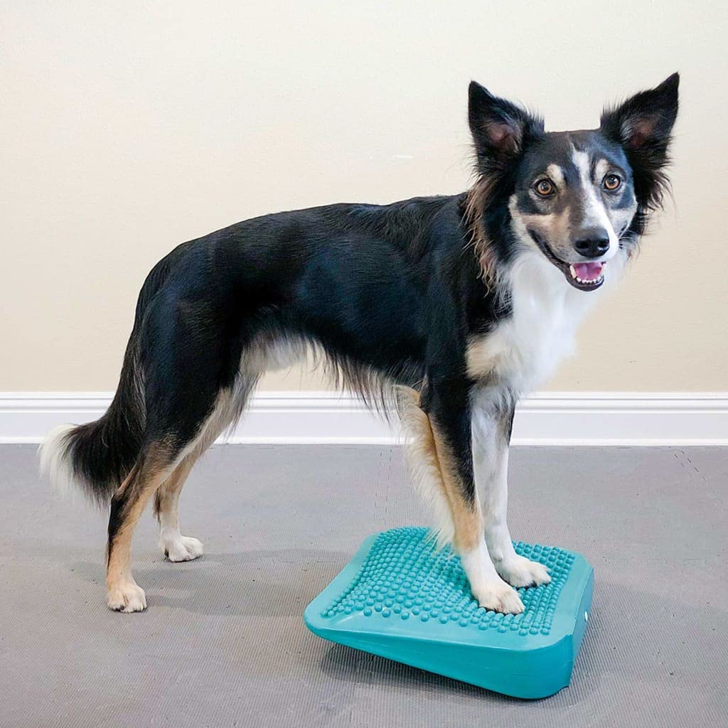 Fitpaws?Balance Ramp, Aqua | Dog Exercise Equipment | Workout Tool For Strength, Core, Stability & Rehabilitation