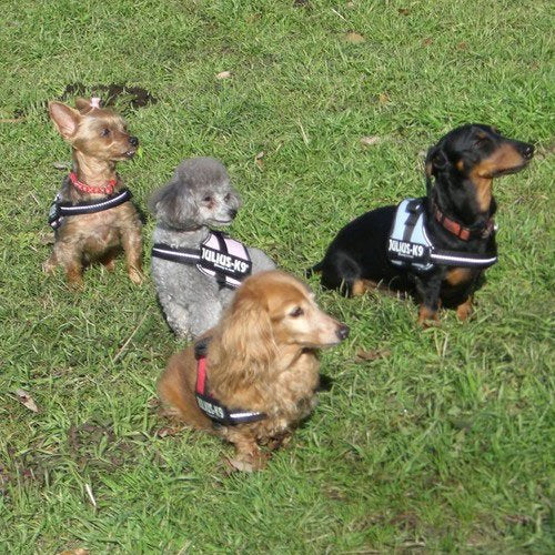K9 Powerharness, Size: Baby 1, Kiwi