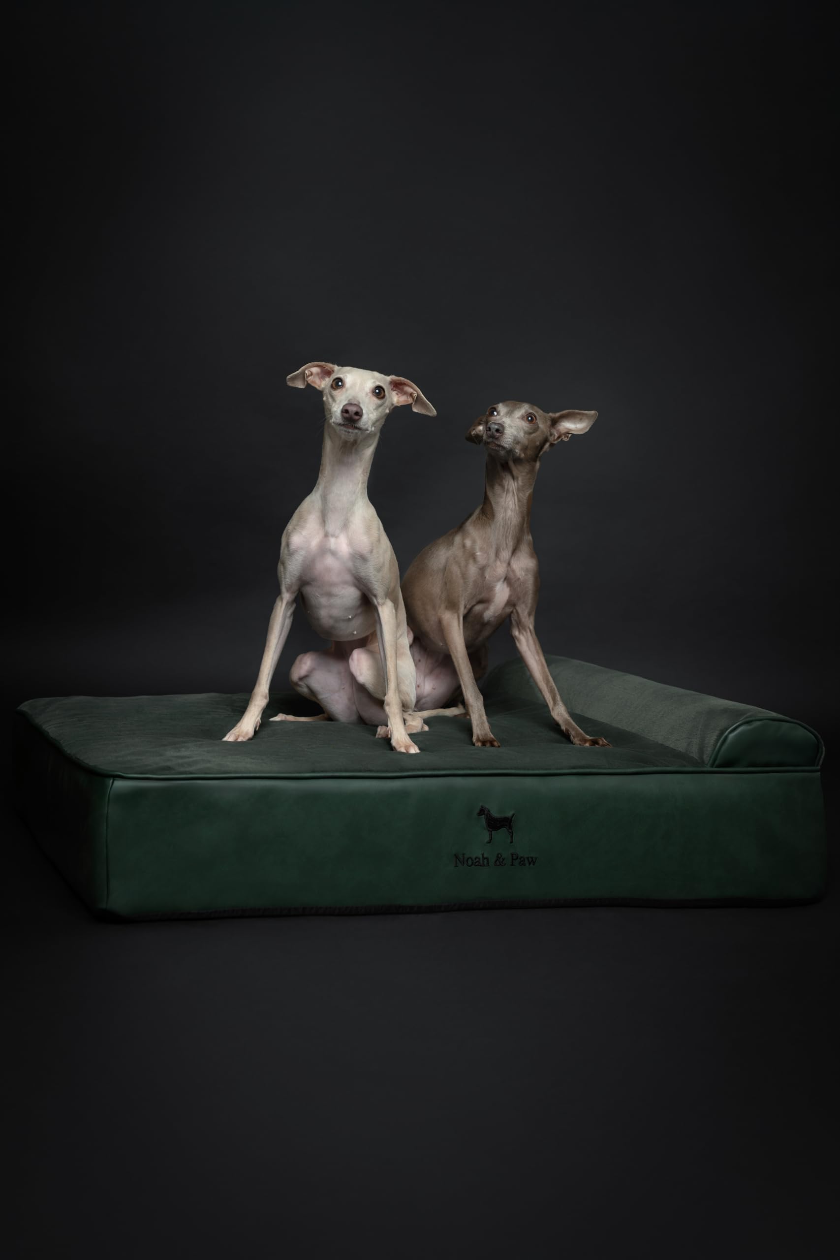 NOAH & PAW Large Dog Bed, 35x25x11 Inch, Orthopedic Dog Beds, Eggshell Memory Foam Infused with Cooling Gel, Waterproof, Machine