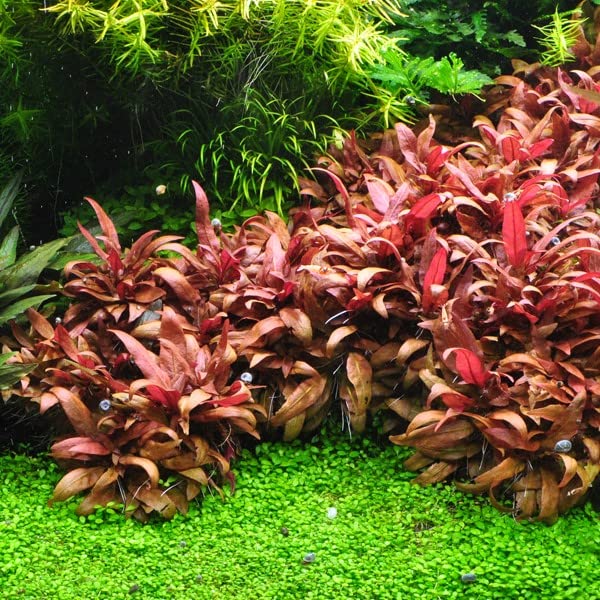 Tissue Culture Live Aquarium Plants | In Vitro Freshwater Aquatic Plants For Small Aquariums And Foreground (Alternanthera Reine