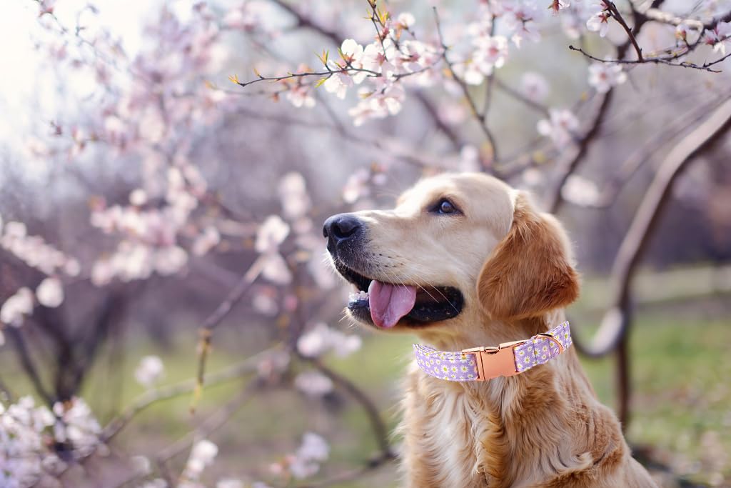 Lionet Paws Dog Collar, Comfortable Adjustable Cute Collar With Metal Buckle For Male Female Dogs, Purple Daisy, Small, Neck 10-