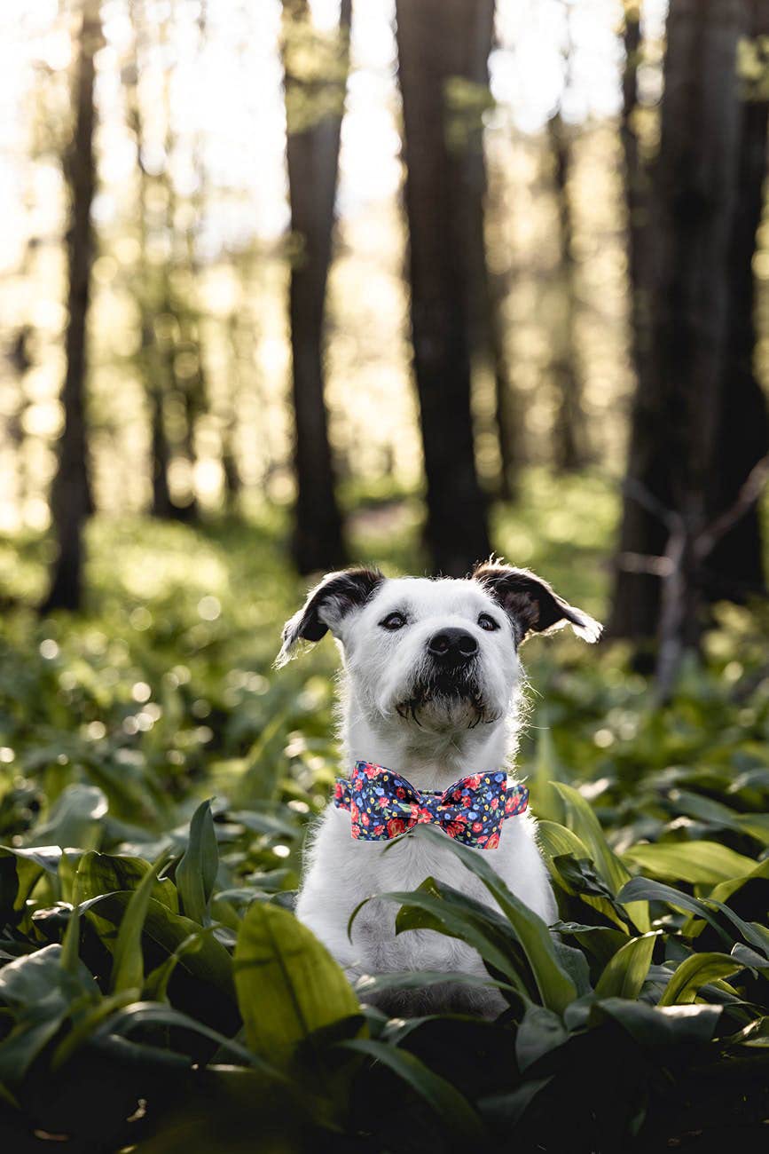 Lionheart Glory Premium Floral Dog Collars, Bowtie Dog Collar, Adjustable Heavy Duty Dog Collar With Bow For Large Dogs