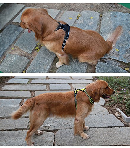 Truelove Soft Front Dog Harness .Best Reflective No Pull Harness With Handle And 2 Leash Attachments Orange
