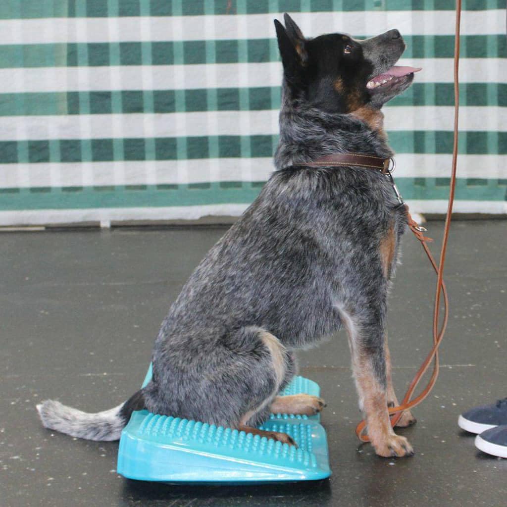 Fitpaws?Balance Ramp, Aqua | Dog Exercise Equipment | Workout Tool For Strength, Core, Stability & Rehabilitation