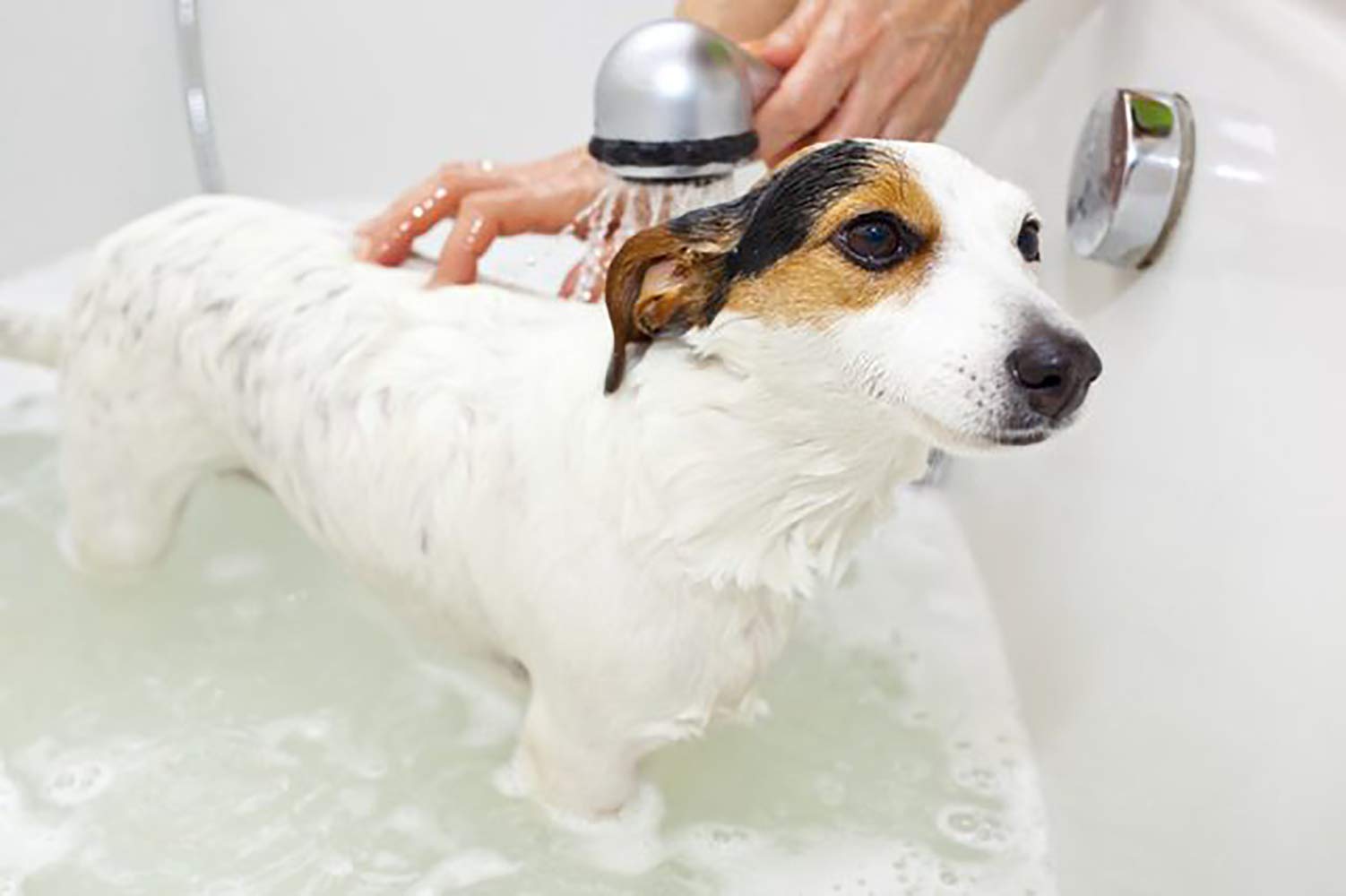 Greenbone Pet Spa All-Natural Plant-Based Shampoo - Lavendar & Chamomile - Calming & Soothing