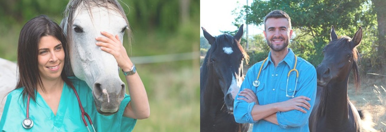 A TO Z HORSE COOKIES Horse Treats, Original Flavor, A Softer Cookie/Pill Popper Made w/Lite Molasses, Low Carb/Sugar, Wheat, Cor