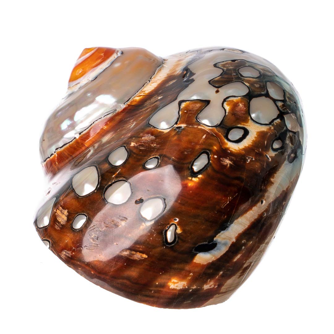 Hermit Crab Shells | Turbo Shells | African Sarmaticus Turbo Shell 3'-3.5' | Hermit Crab House For Décor | Plus Free Nautical Ebook By Joseph Rains