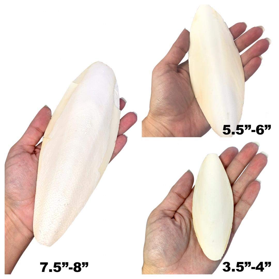 Birds LOVE Natural Cuttlebone - Premium Calcium & Trace Mineral Supplement for Avian Species, Tortoises, and Snails - Pure Cuttl
