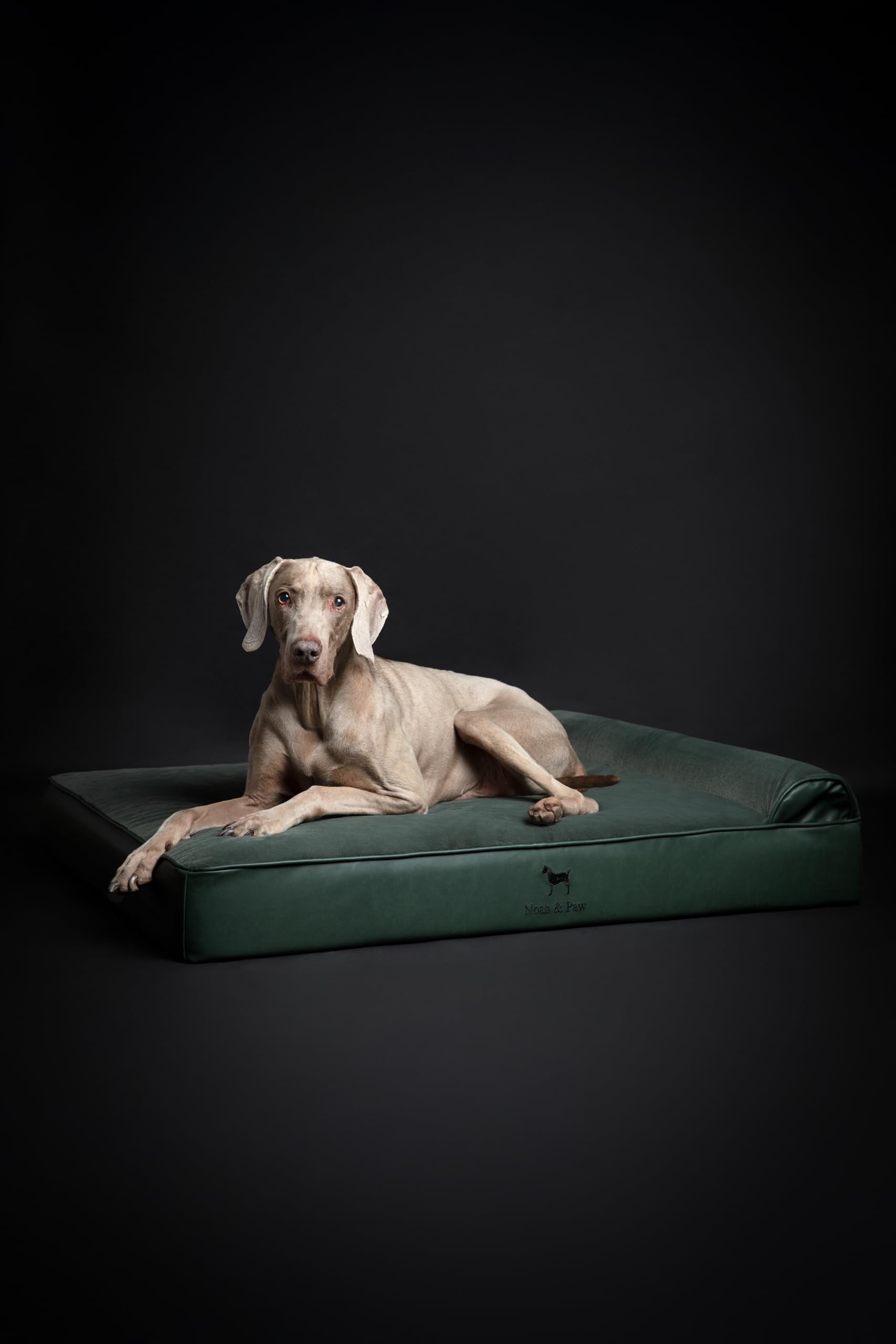 NOAH & PAW XL Dog Bed, 45x35x11 Inch, Orthopedic Large Dog Beds, Eggshell Memory Foam Infused with Cooling Gel, Waterproof, Mach