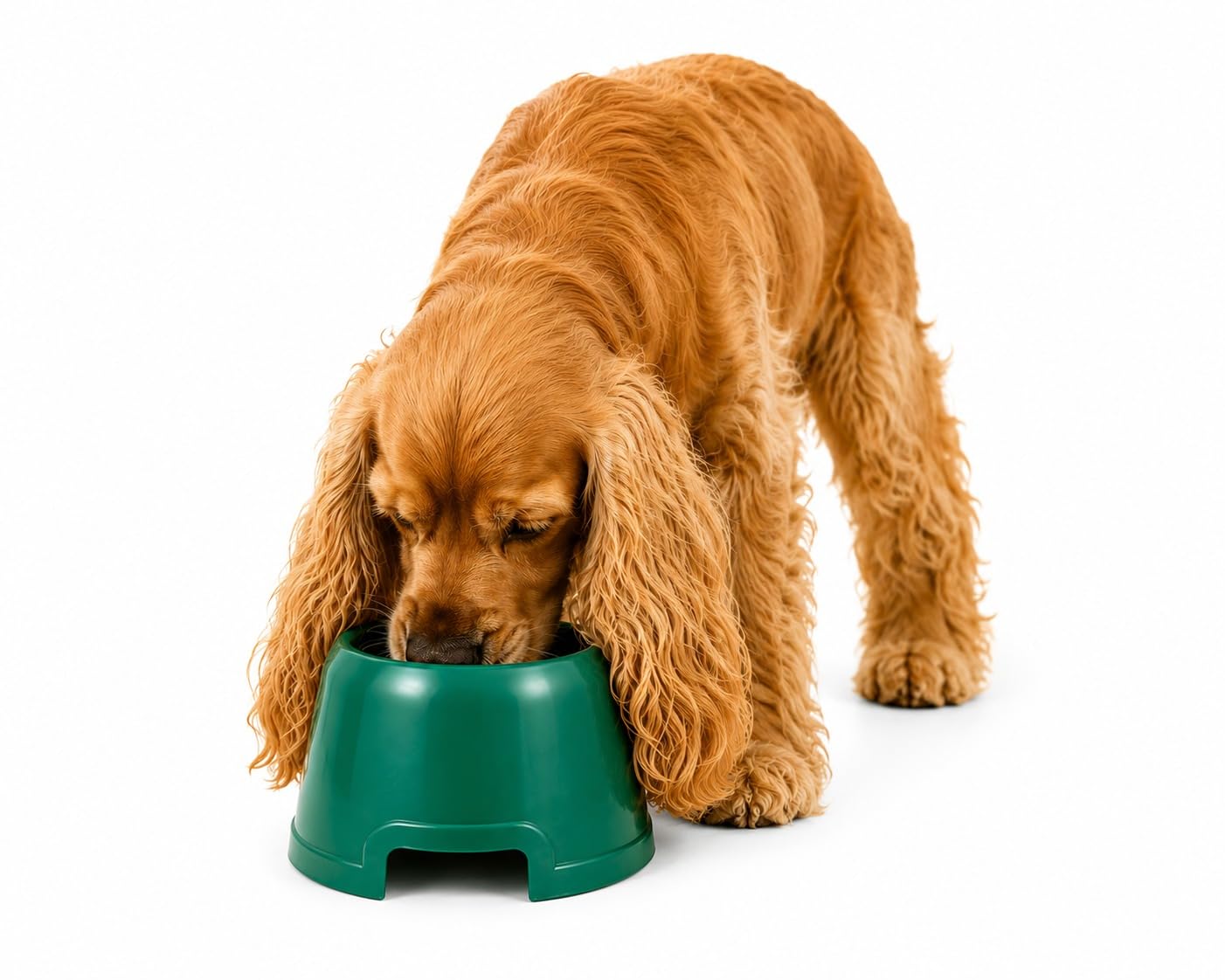Pawcloud Plastic Cocker Bowl For Dogs | Long Ear Feeding Bowl For Cocker Spaniels, Beagles & Basset Hounds | NonToxic Food & Wa