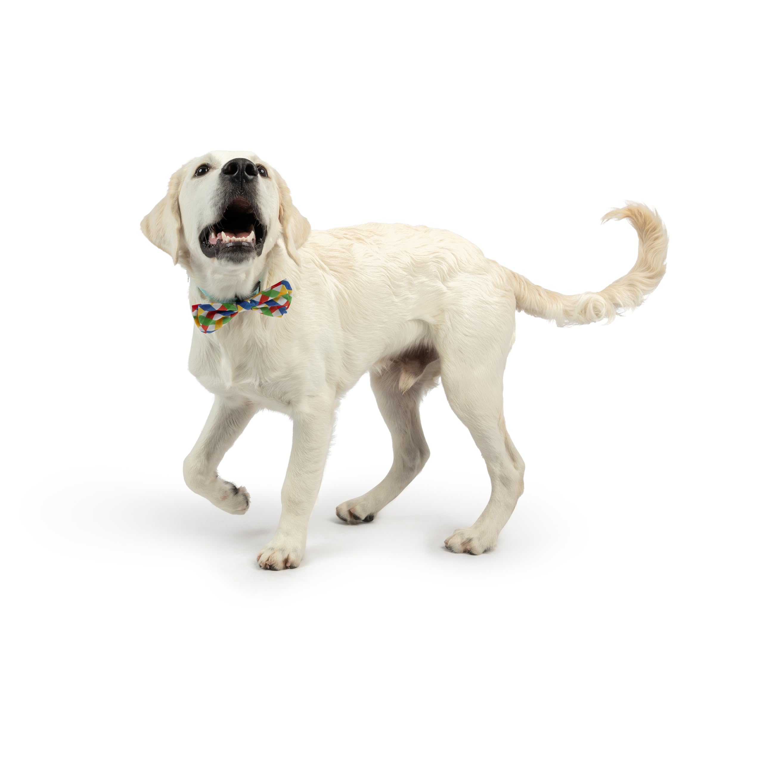 Huxley & Kent Bow Tie For Pets - Summertime Check (Large) - Spring Bow Tie Collar Attachment - Fun Collar Accessory For Dogs & C