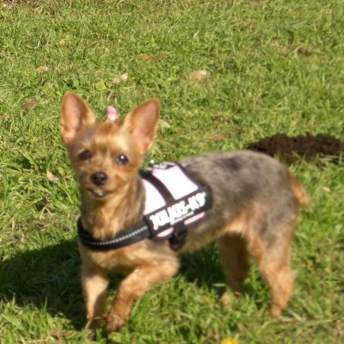 K9 Powerharness, Size: Baby 1, Kiwi