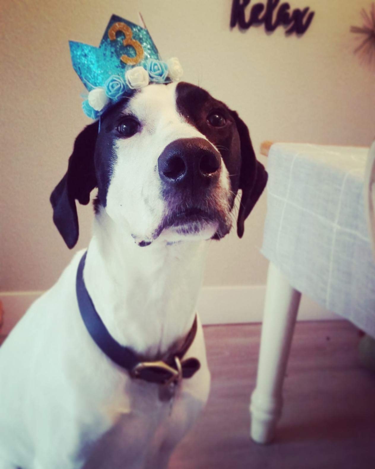 Pet Show Blue Crown Dog Birthday Hat For Boys Male Pets Cat Headband With Figures 0-9 Charms And Glue Party Accessories Pack Of