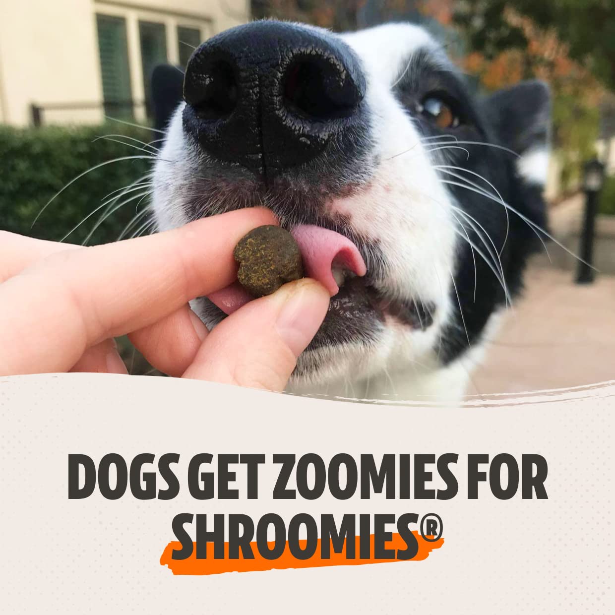 Shroomies - Organic Mushroom Complex for Dogs - Turkey Tail, Lions Mane - DHA, EPA, Turmeric and Kelp - 180 Soft Chews - Immunit