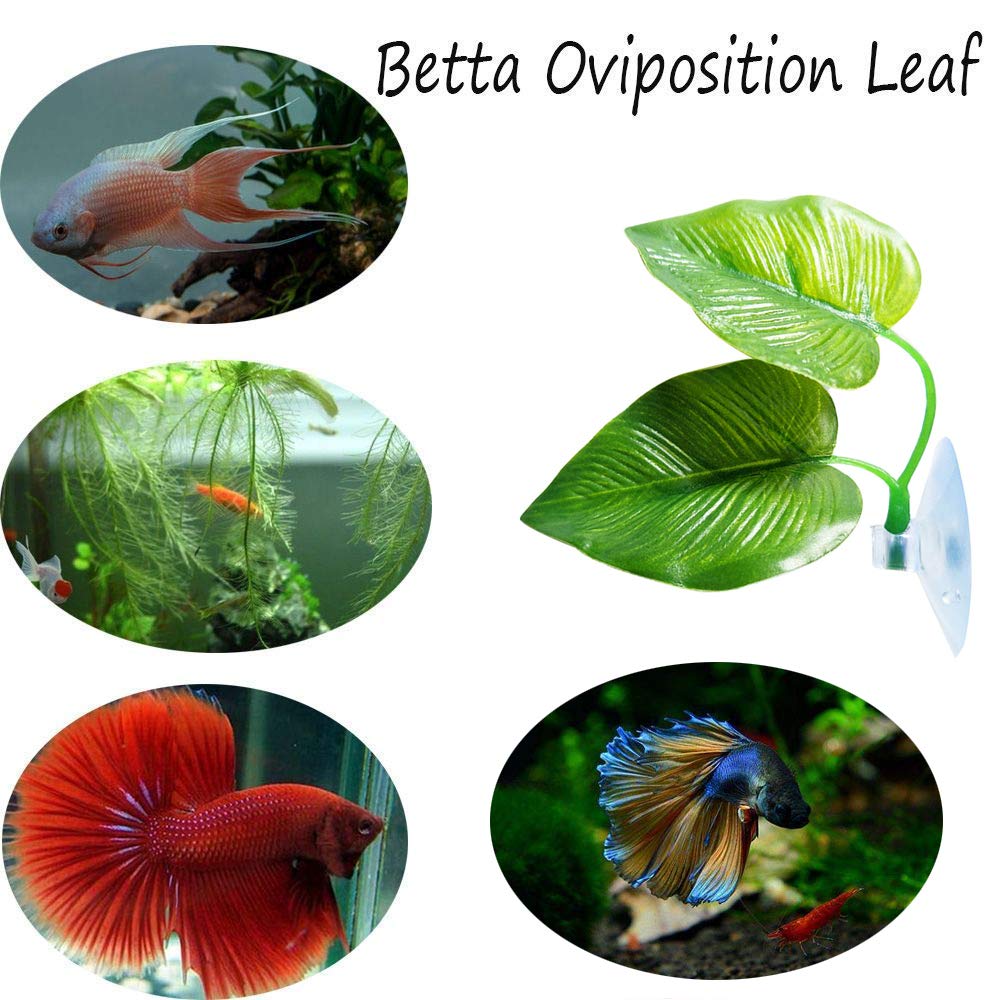 Cousduobe 3 Pack Betta Fish Leaf Pad Improves Betta'S Health By Simulating The Natural Habitat - Natural, Organic, Comfortable R