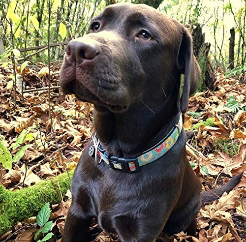 Max & Molly Smart ID Dog Collar with Gotcha! QR Safety Tag and Custom Pet Profile, Soft Padded Neoprene, Waterproof, Donuts, XS