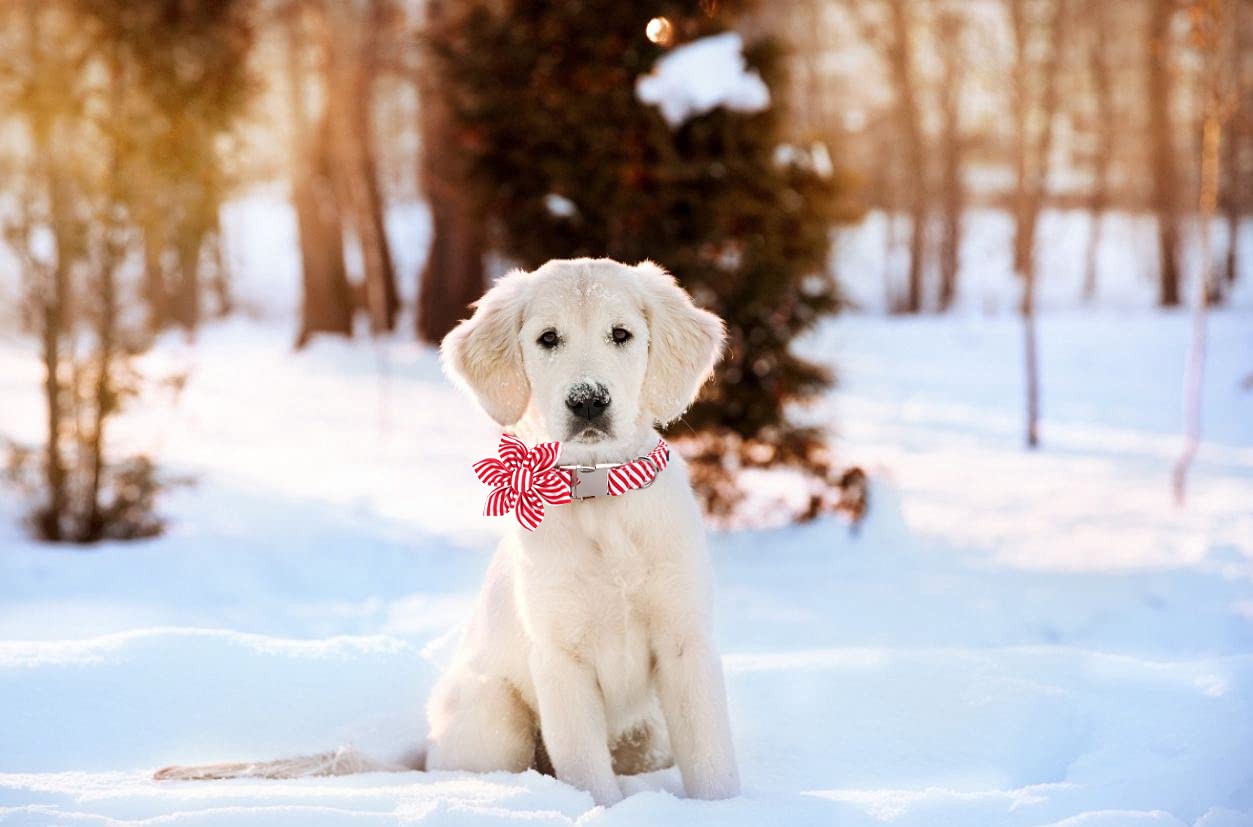 Lionet Paws Dog Collar With Flower, Soft And Comfortable, Adjustable Collar For Medium Dogs Girl, Neck 13.5-22 Inches