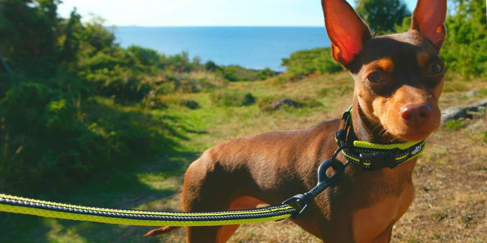 True Love Reflective Dog Leash Puppy Walking Lead, Padded Pet Chain Rope,Length 200Cm Truelove Tll2111(Neon Yellow,M)